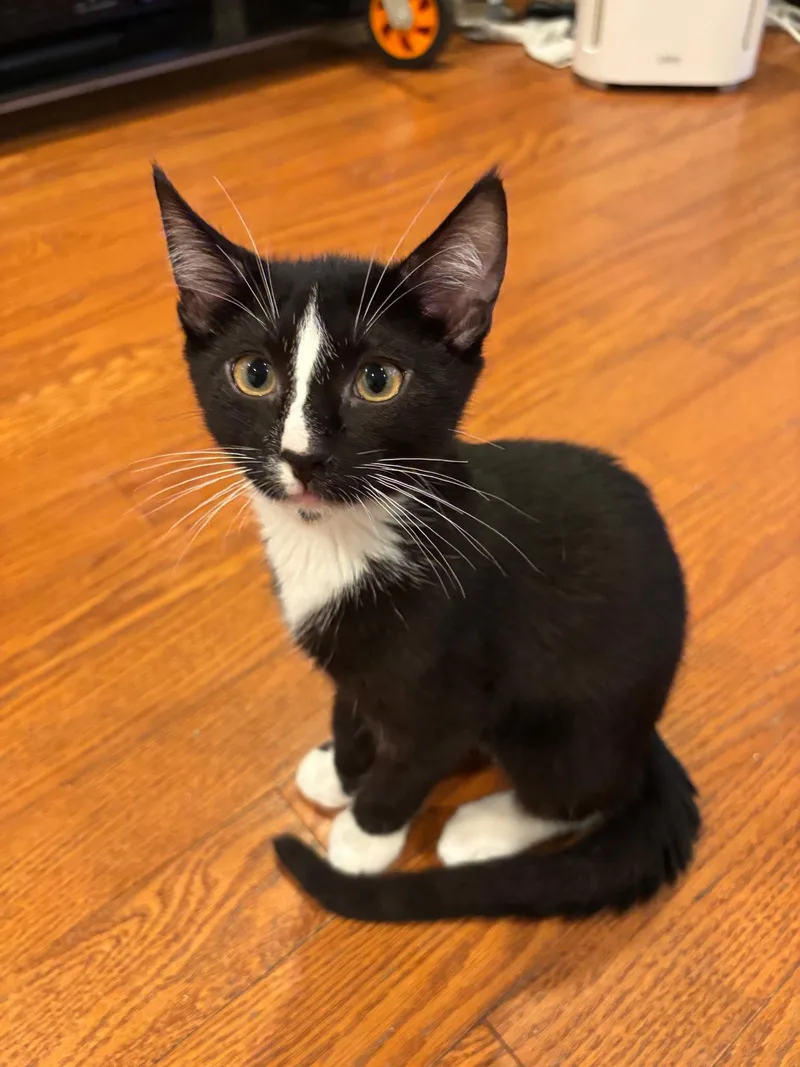 A baby small-sized male Black & White / Tuxedo Domestic Short Hair cat named Mr Fantastic for adoption in Mission Viejo, CA