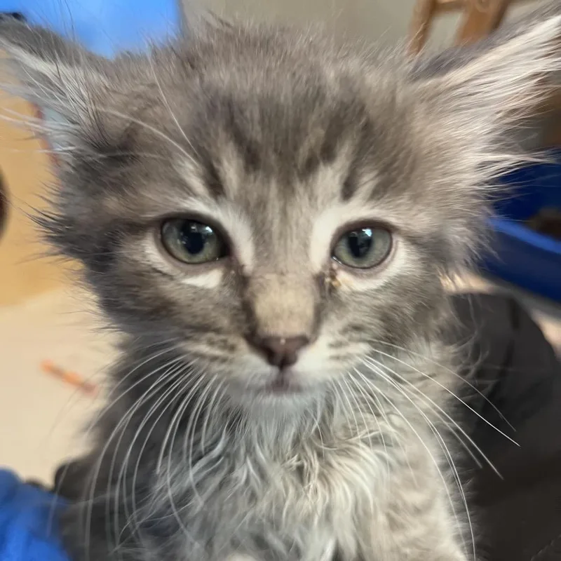 A baby small-sized male Gray / Blue / Silver Domestic Short Hair cat named Salami for adoption in Playa Vista, CA