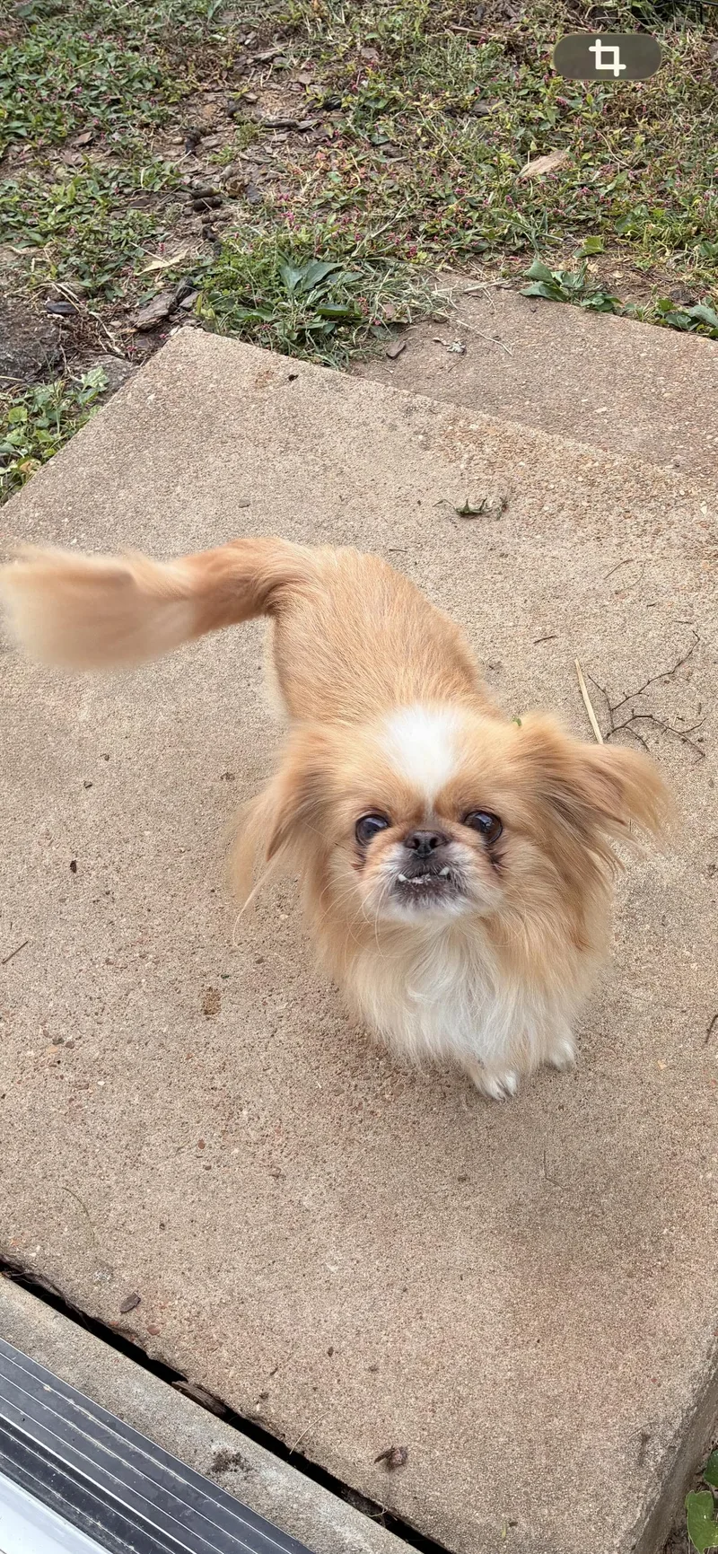 An adult small-sized female Pekingese dog named Cheeto for adoption in Saint Louis, MO