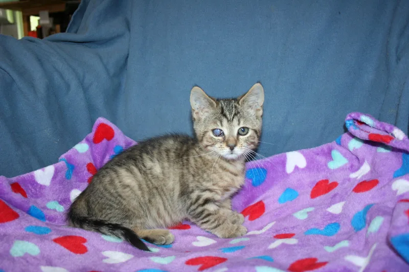 A baby medium-sized female Tabby (Buff / Tan / Fawn) Tabby cat named Relish for adoption in Howell, MI