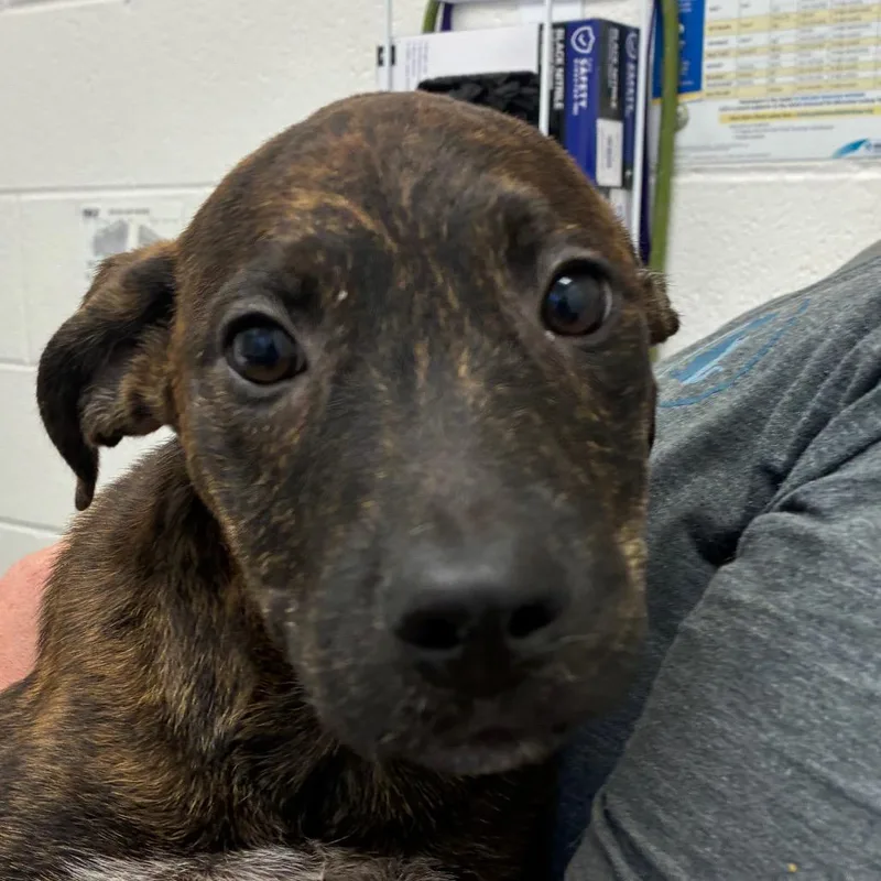 A baby small-sized male Brindle Terrier dog named Sneer for adoption in Corpus Christi, TX