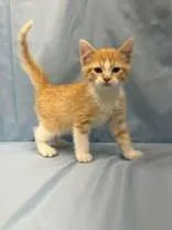 A young small-sized male Tabby (Orange / Red) Domestic Short Hair cat named Kaiju for adoption in McCook, NE