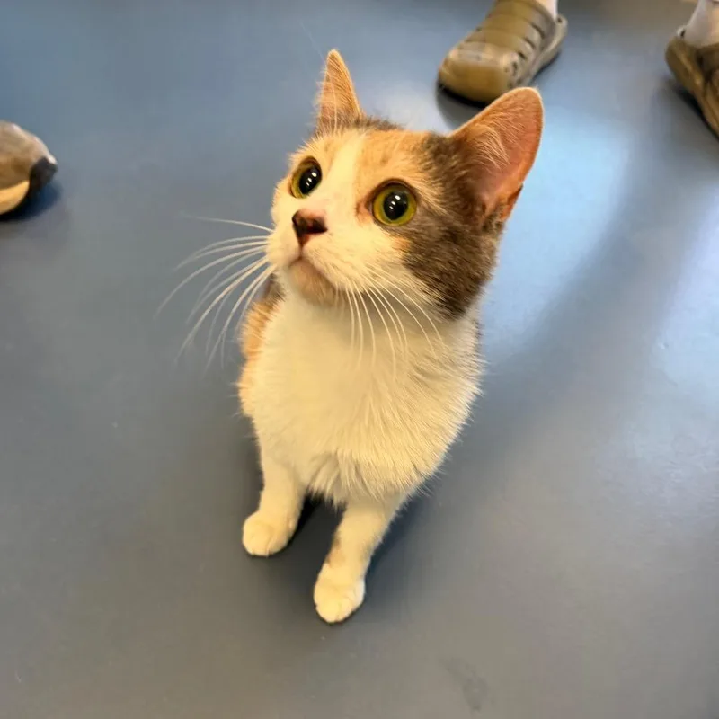 An adult medium-sized female Calico American Bobtail cat named Grace for adoption in Greensboro, NC