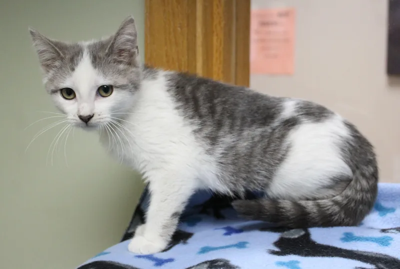 A baby medium-sized female Domestic Short Hair cat named Capri Sun for adoption in Portage, WI