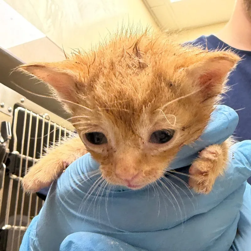 A baby small-sized male Orange / Red Domestic Short Hair cat named Bean for adoption in Winston Salem, NC