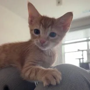 Bean thumbnail 2