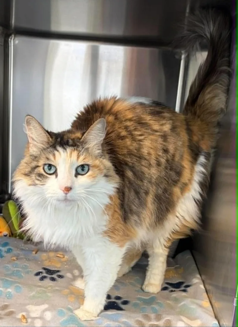 An adult medium-sized female Calico Domestic Long Hair cat named Rosie for adoption in Lincoln, MI