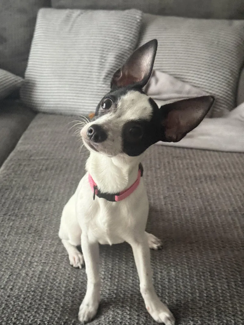 A baby small-sized female Chihuahua dog named Luna Chi for adoption in Valrico, FL