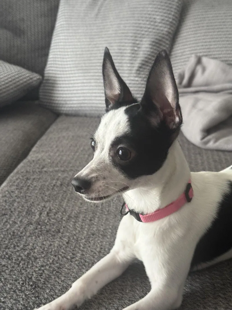 Luna Chi thumbnail 2