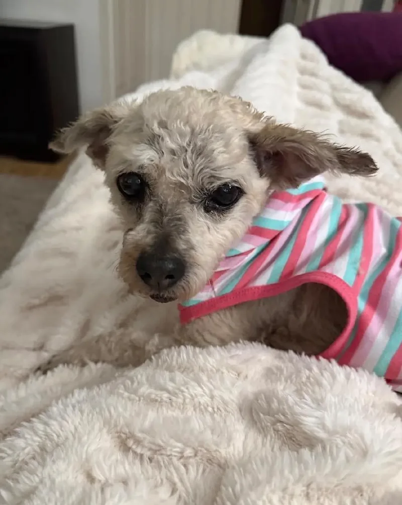 A senior small-sized female Poodle dog named Annie for adoption in Hot Springs Village, AR