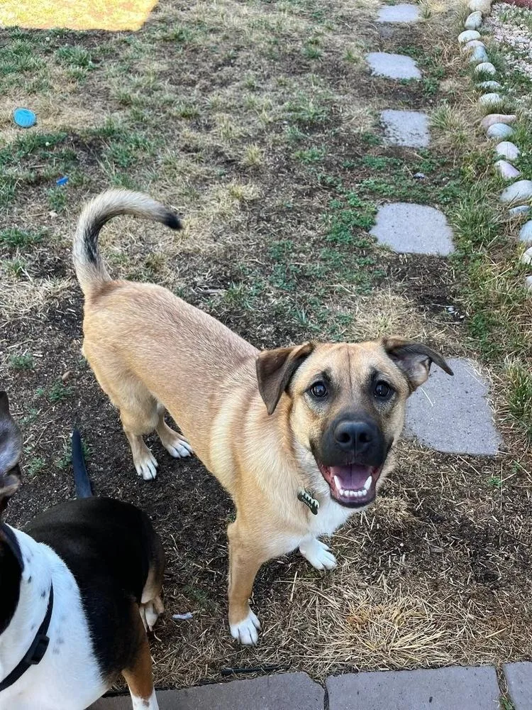 A baby medium-sized female Shepherd dog named Willow for adoption in Colorado Springs, CO