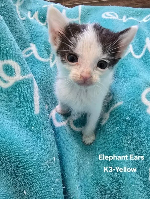 Elephant Ears