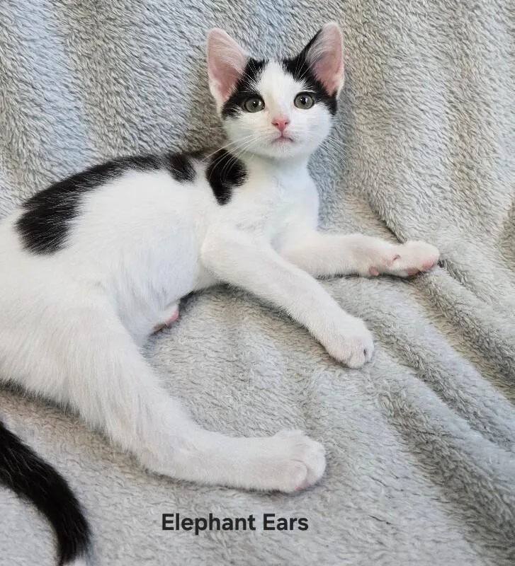 Elephant Ears thumbnail 3