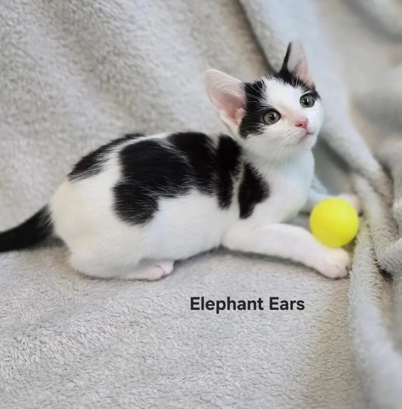 Elephant Ears thumbnail 4
