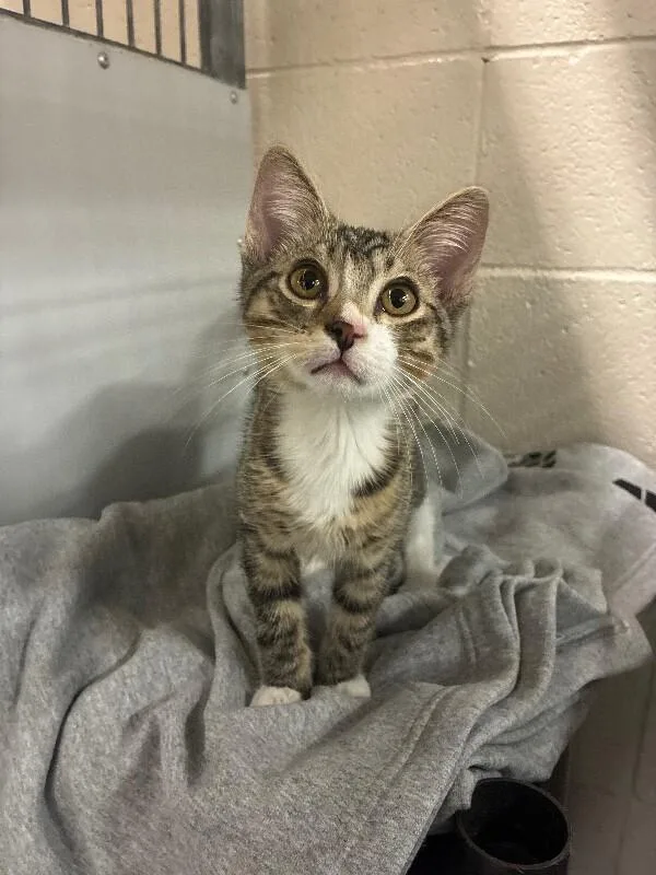 A baby medium-sized male Tabby (Brown / Chocolate) Domestic Short Hair cat named Barry for adoption in Fruit Heights, UT