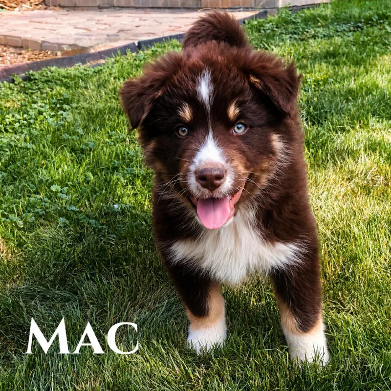 A baby large-sized male Red / Chestnut / Orange Australian Shepherd dog named Mac for adoption in Phoenix, AZ