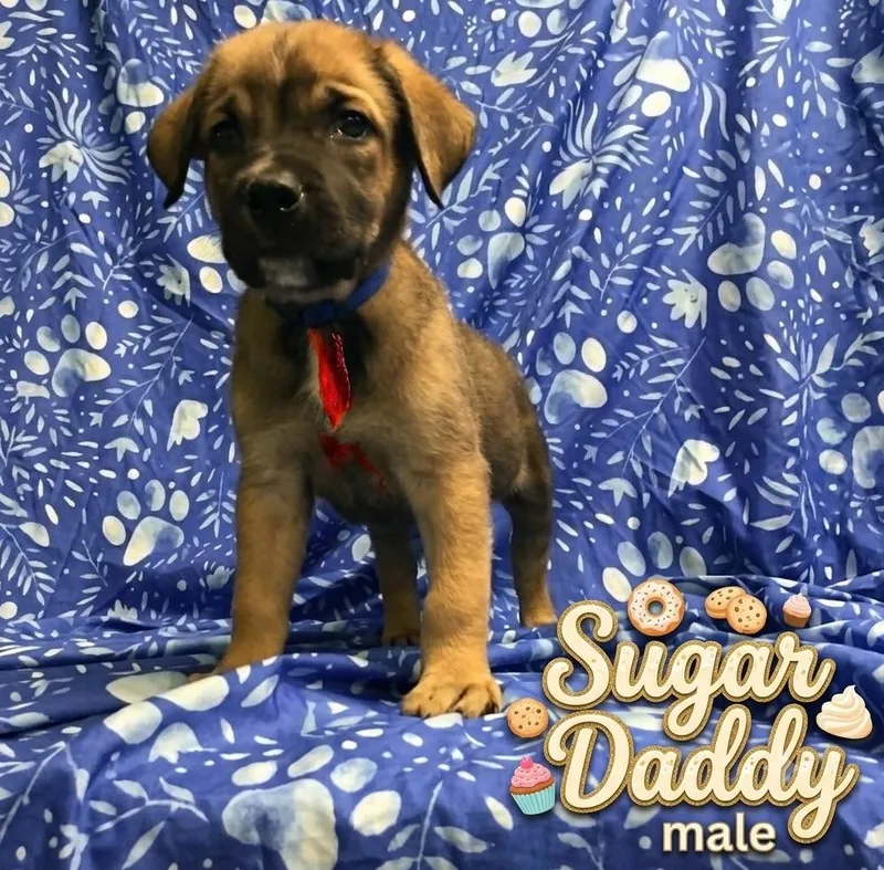 A baby medium-sized male Belgian Shepherd / Malinois dog named Sugar Daddy for adoption in Minooka, IL