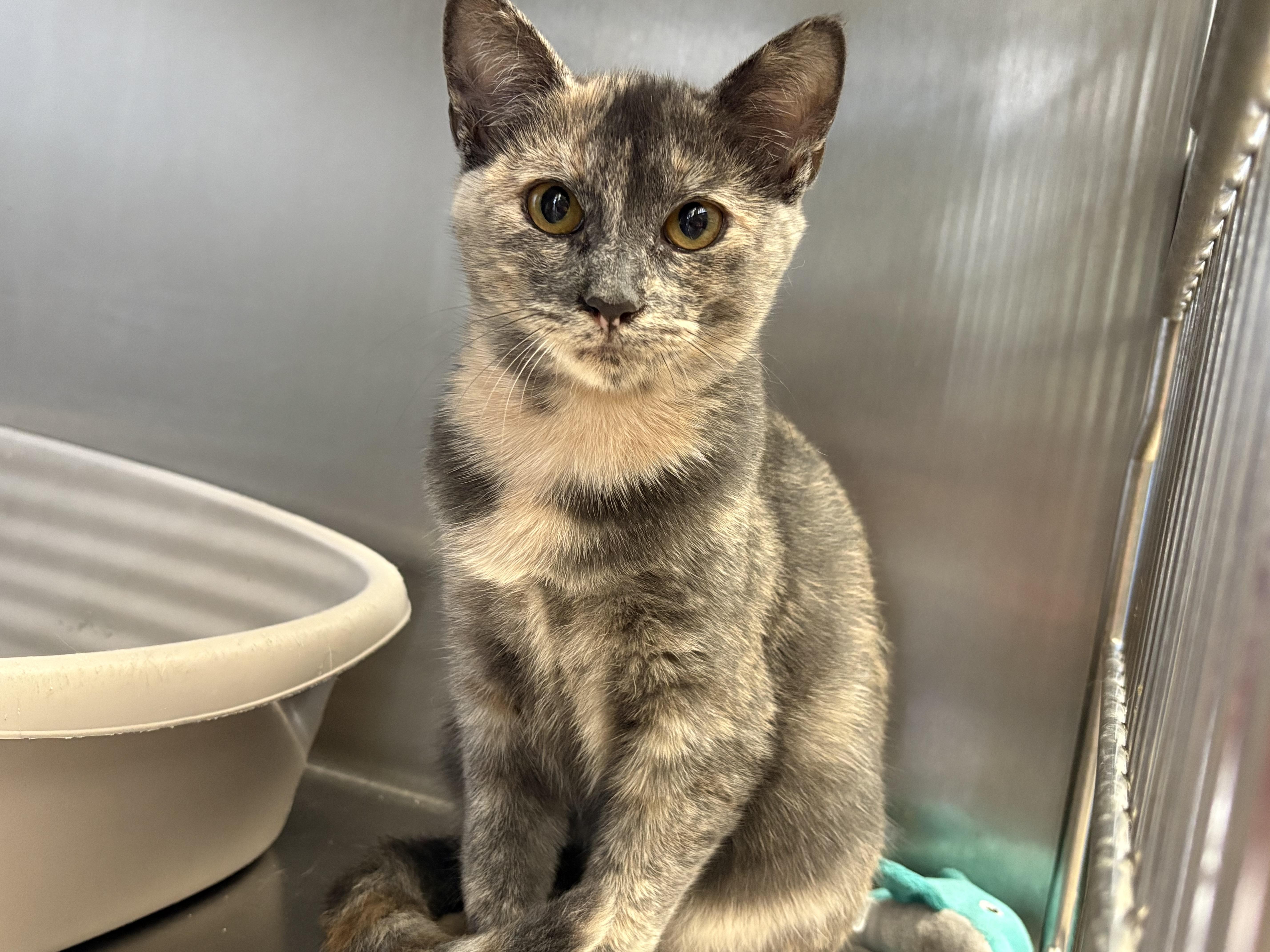 A baby medium-sized female Dilute Tortoiseshell Domestic Short Hair cat named Sherbet for adoption in Wantagh, NY