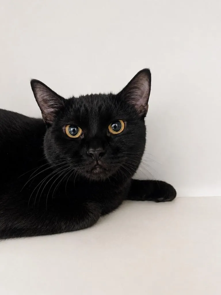 A young medium-sized female Domestic Short Hair cat named Lindy for adoption in Neosho, MO