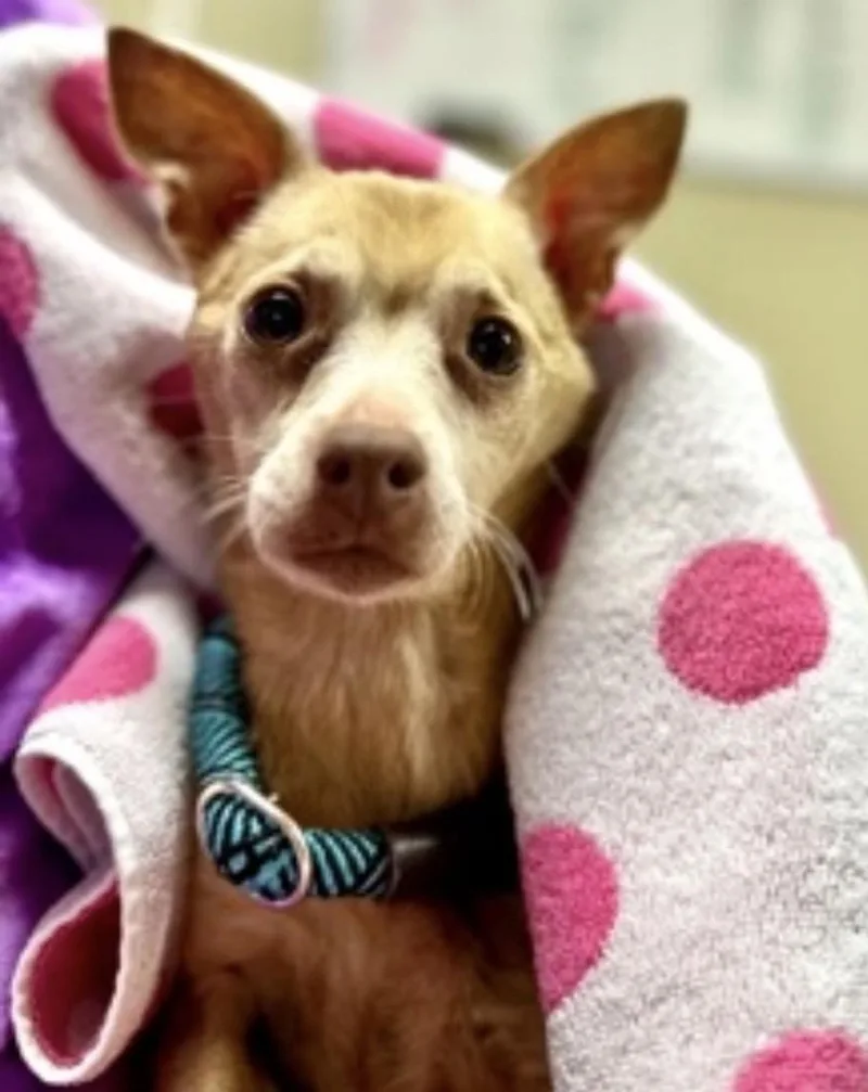 A senior small-sized male Chihuahua dog named Squire for adoption in Powell Butte, OR