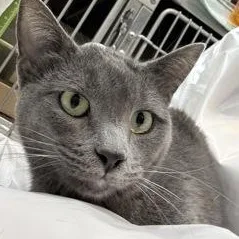 An adult medium-sized female Gray / Blue / Silver Domestic Short Hair cat named Goblin for adoption in Rapid City, SD