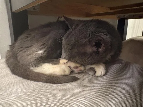 A senior medium-sized female Domestic Short Hair cat named Avocado for adoption in New York, NY