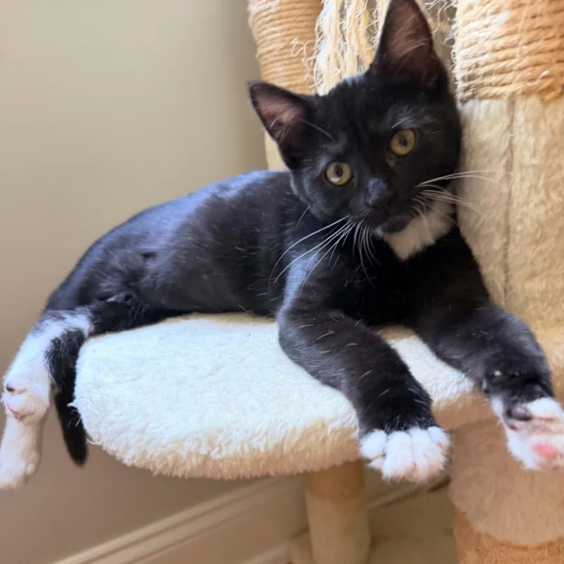 A baby small-sized female Domestic Short Hair cat named Finn for adoption in Cumberland, RI