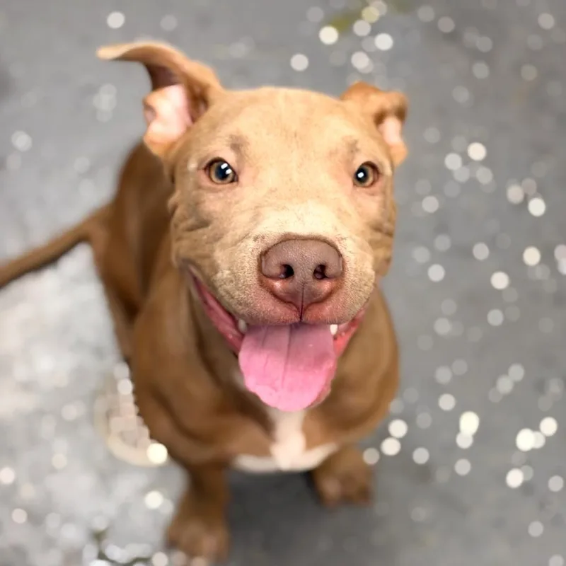 A young medium-sized male Brown / Chocolate Mixed Breed dog named Jr for adoption in Columbiana, AL