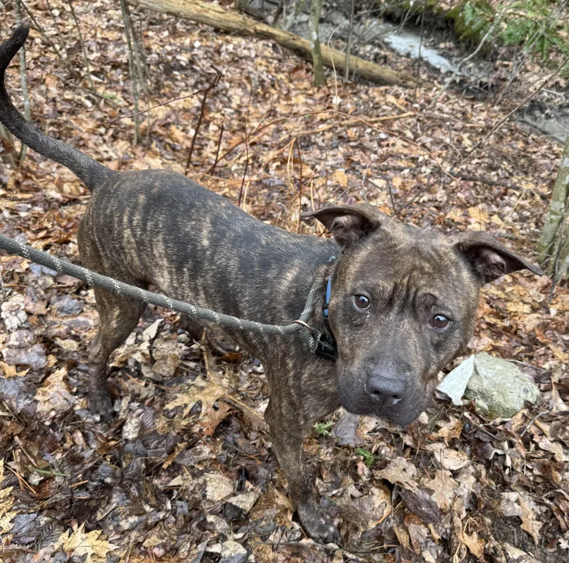 An adult medium-sized male Brindle Mixed Breed dog named Friday for adoption in Vassalboro, ME
