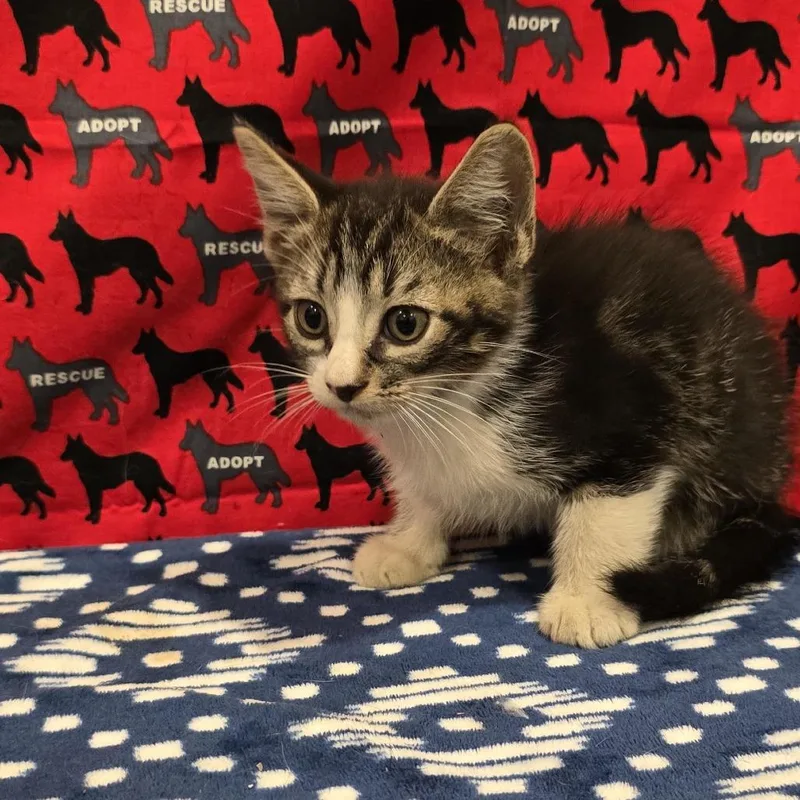 A baby small-sized male Black Domestic Long Hair cat named Patrick for adoption in Washburn, MO