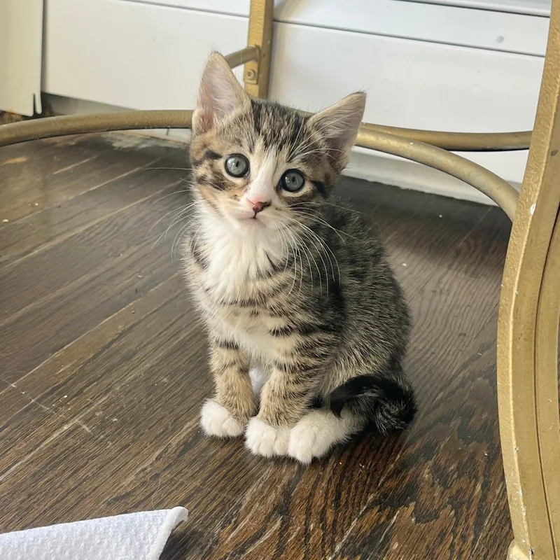 A baby medium-sized male Tabby (Brown / Chocolate) Tabby cat named Leo for adoption in Moriches, NY