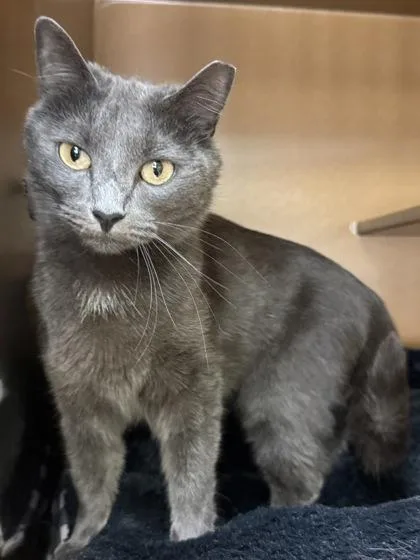 Smokey $ thumbnail 2