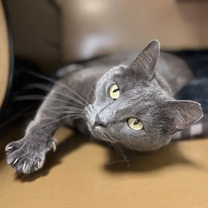 Smokey $ thumbnail 3