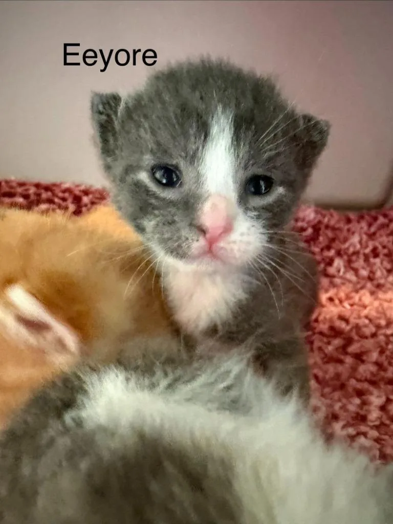 A baby small-sized male Domestic Short Hair cat named Eeyore for adoption in Clinton, SC