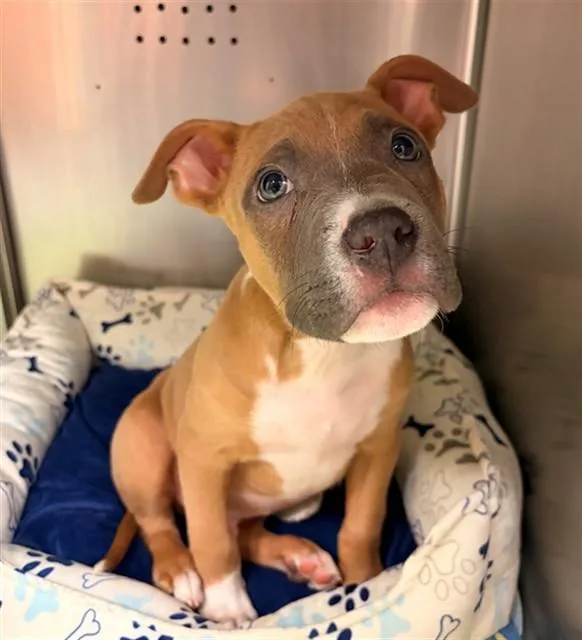 A baby small-sized male Pit Bull Terrier dog named Unknown for adoption in Rancho Cucamonga, CA
