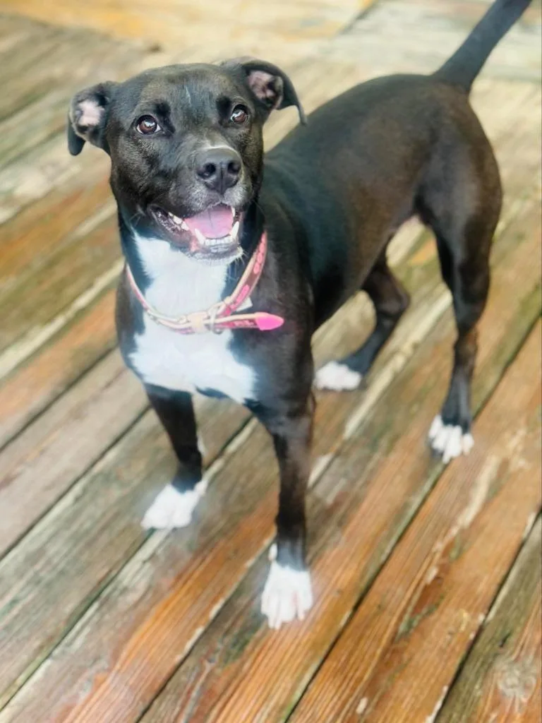 Kuba Fka Rowland Puppy