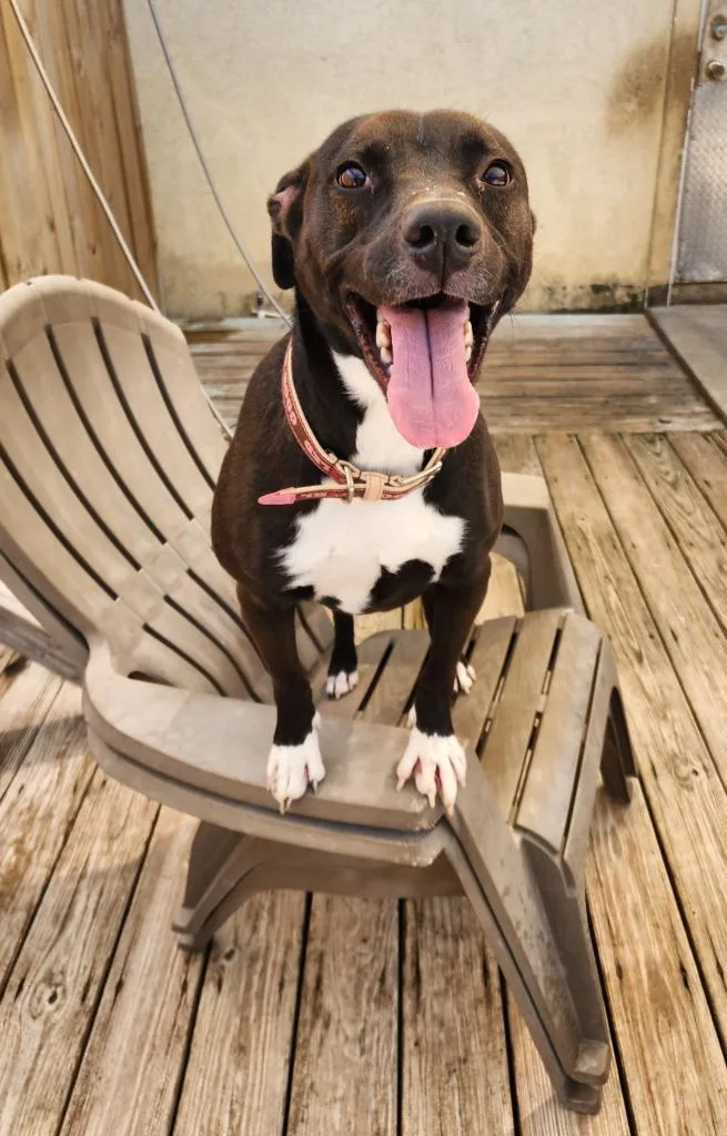 Kuba Fka Rowland Puppy thumbnail 2