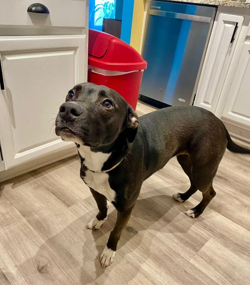 Kuba Fka Rowland Puppy thumbnail 3