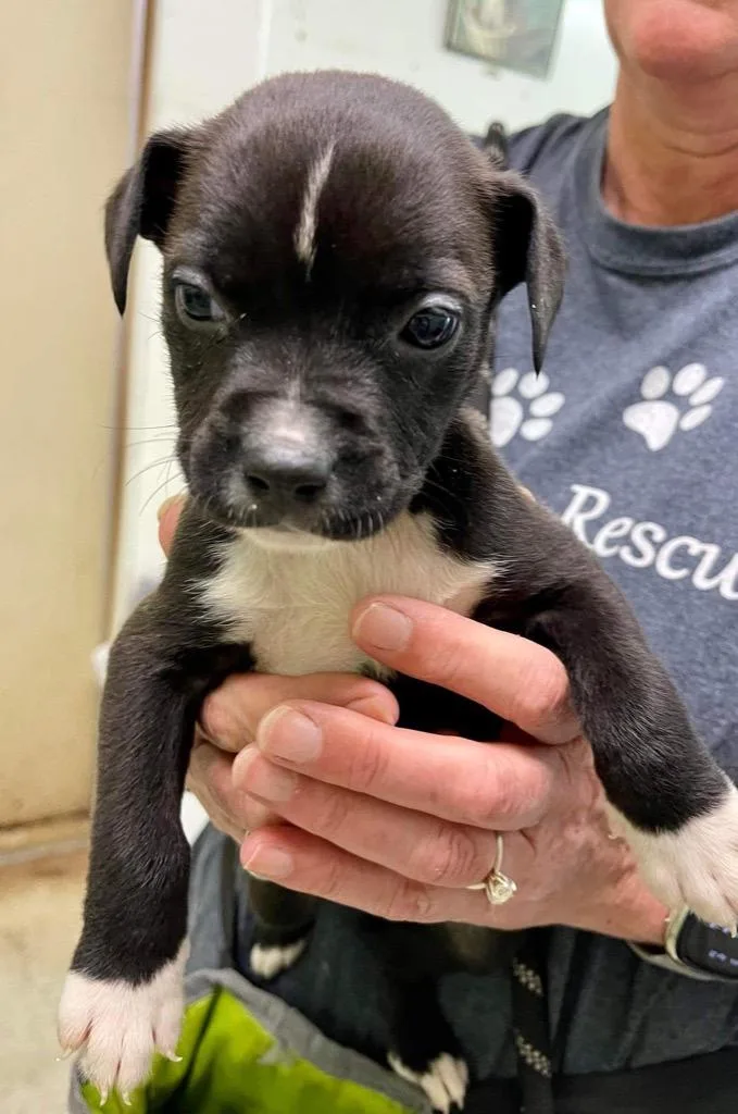 Kuba Fka Rowland Puppy thumbnail 4