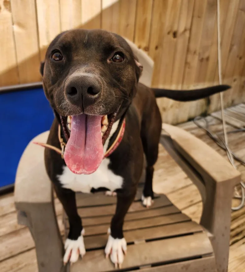 Kuba Fka Rowland Puppy thumbnail 5