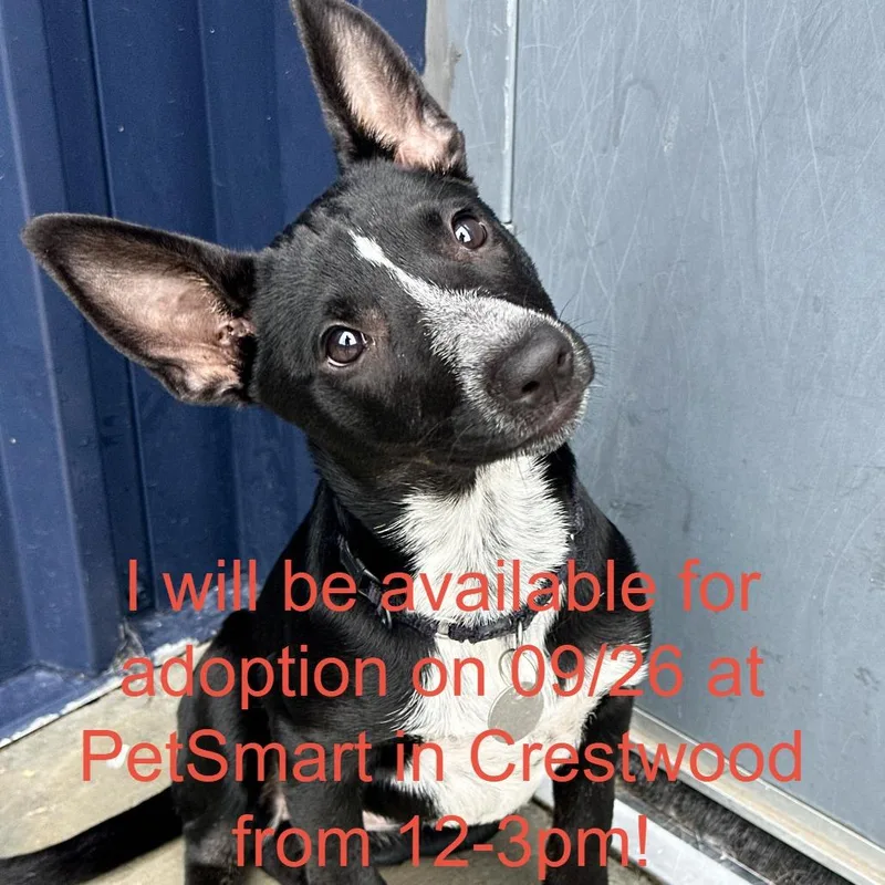 A baby small-sized female Shepherd dog named Plum for adoption in Matteson, IL