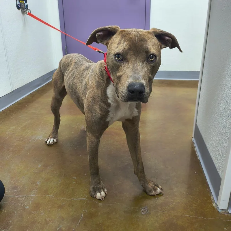 An adult medium-sized male Brown / Chocolate Pit Bull Terrier dog named Mickey for adoption in Albuquerque, NM