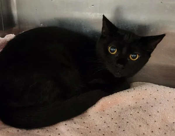 A baby medium-sized female Domestic Short Hair cat named Jessica for adoption in Canton, GA