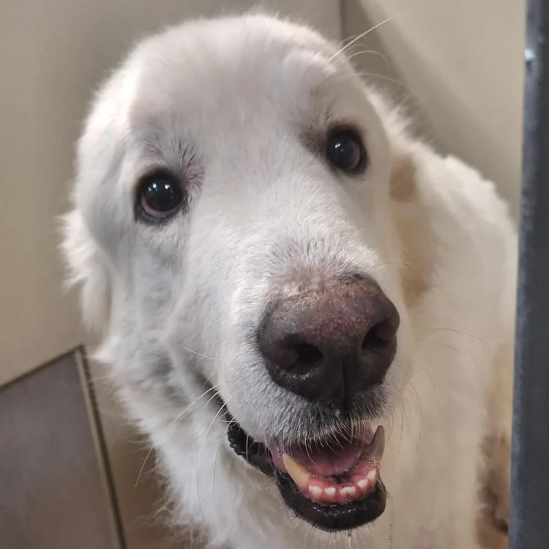 A senior large-sized male White / Cream Great Pyrenees dog named Gustavo Walker Texas Ranger for adoption in Flagstaff, AZ
