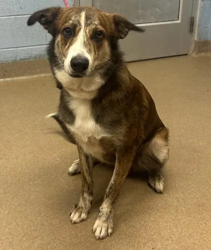 An adult large-sized male Mixed Breed dog named Charizard for adoption in Chamblee, GA