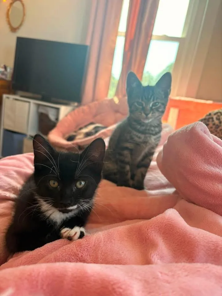 A baby small-sized female American Shorthair cat named Ethel & Mable for adoption in Warminster, PA