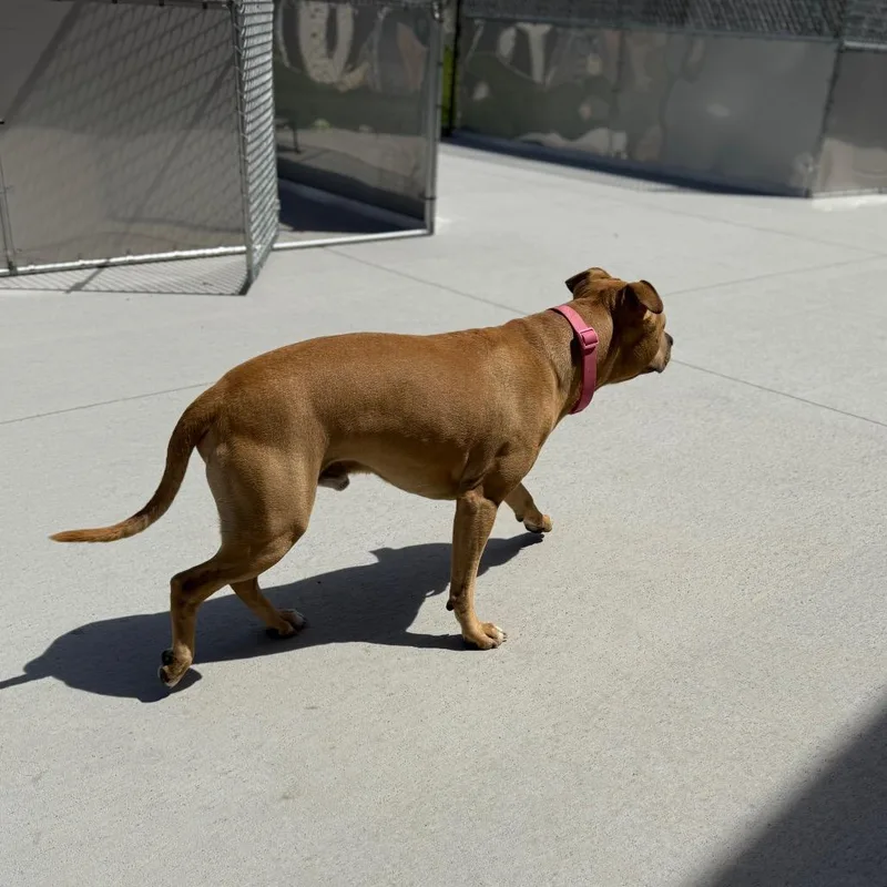An adult medium-sized male Pit Bull Terrier dog named Milo for adoption in Monticello, IA