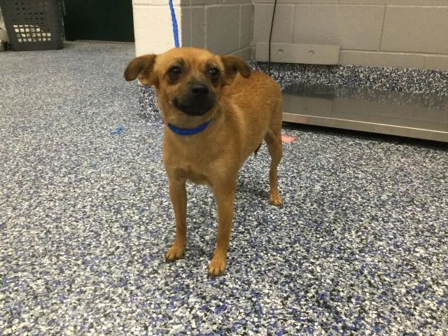 A young small-sized female Chihuahua dog named A for adoption in Thousand Palms, CA