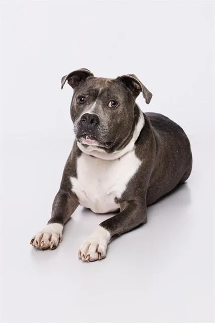 An adult large-sized male American Bulldog dog named Jim for adoption in Miami, FL