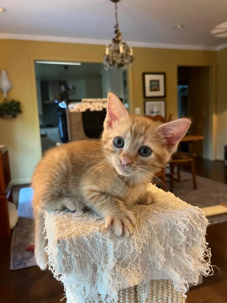 A baby medium-sized male Tabby (Orange / Red) Domestic Short Hair cat named Doodle for adoption in Shawnee, KS